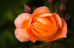 Flower, rose bud